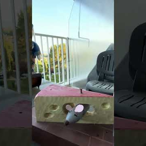 Souris dans le fromage (vid&eacute;o)